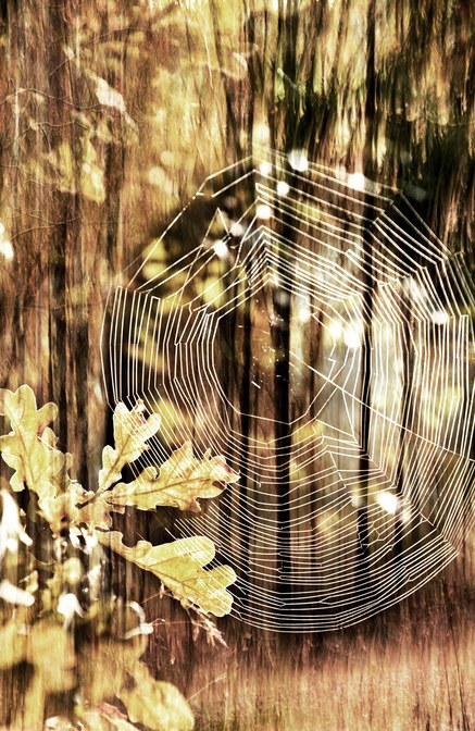 Χρυσός Φθινοπωρινός Ιστός — το σχέδιο του πίνακα σε καμβά