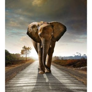 Φωτοταπετσαρία Τοίχου Ελέφαντας - A&G Design Group - Decotek FTL 1614-0
