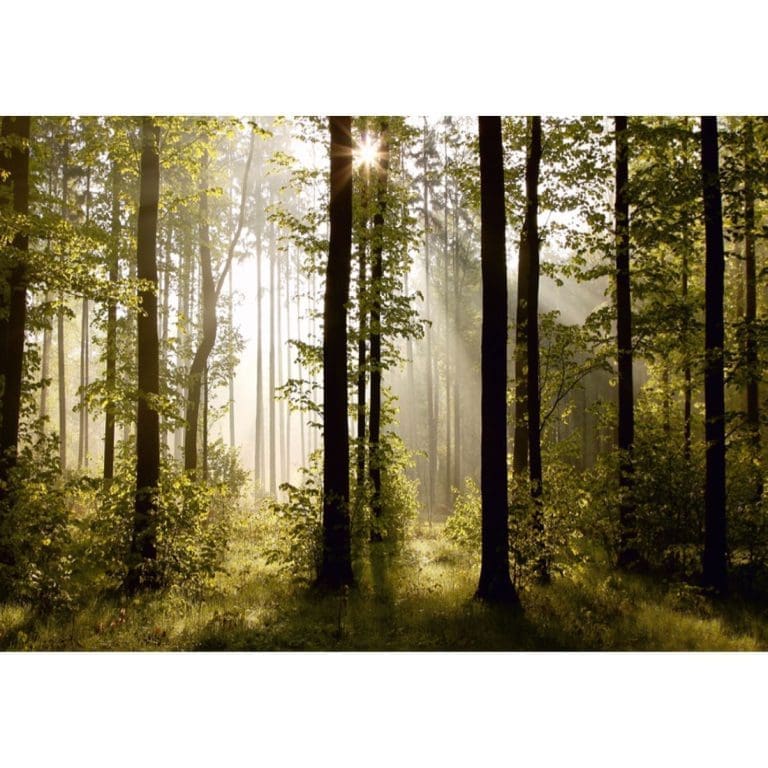 Φωτοταπετσαρία Τοίχου Δάσος - A&G Design Group - Decotek FTS 0181-0