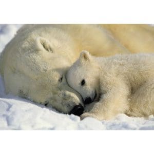 Φωτοταπετσαρία Τοίχου Αρκούδες - Komar - Decotek 1-605-0