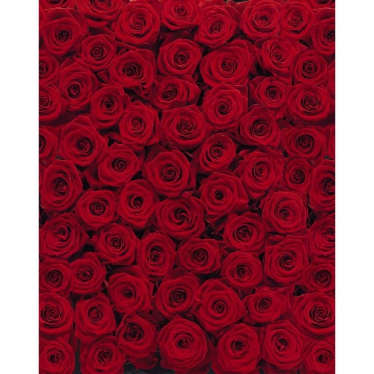 Φωτοταπετσαρία Τοίχου Τριαντάφυλλα - Komar - Decotek 4-077-0