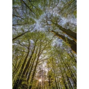 Φωτοταπετσαρία Τοίχου Θόλος Δέντρων - Komar - Decotek 4-522-0