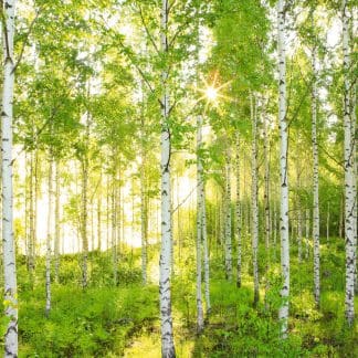 Φωτοταπετσαρία Τοίχου Δάσος - Komar - Decotek 8-519-0