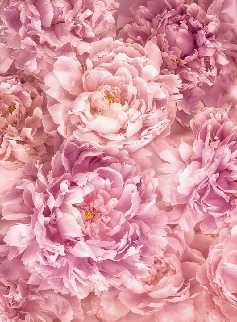 Φωτοταπετσαρία Τοίχου Ροζ Λουλούδια - Komar - Decotek XXL2-009-0