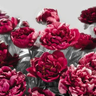 Φωτοταπετσαρία Τοίχου Λουλούδια - Komar - Decotek XXL4-002-0