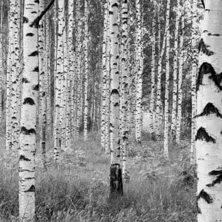 Φωτοταπετσαρία Τοίχου Δάσος - Komar - Decotek ΧΧL4-023-0