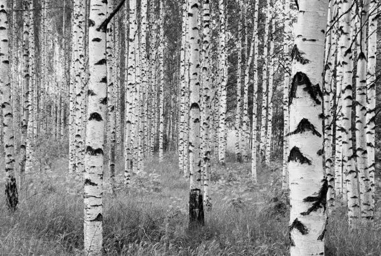 Φωτοταπετσαρία Τοίχου Δάσος - Komar - Decotek ΧΧL4-023-0