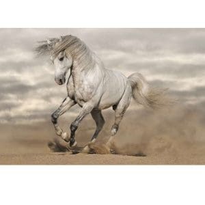 Πίνακας Ζωγραφικής Άλογο - Decotek 11020-106568