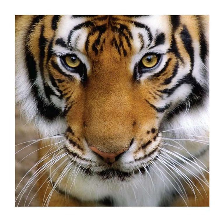 Πίνακας Ζωγραφικής Τίγρης - Decotek 11029-106654