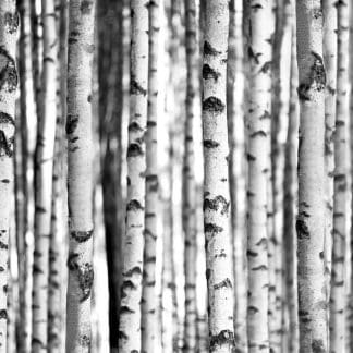 Φωτοταπετσαρία Τοίχου Δάσος - 1wall - Decotek W4P-FOREST-005-0