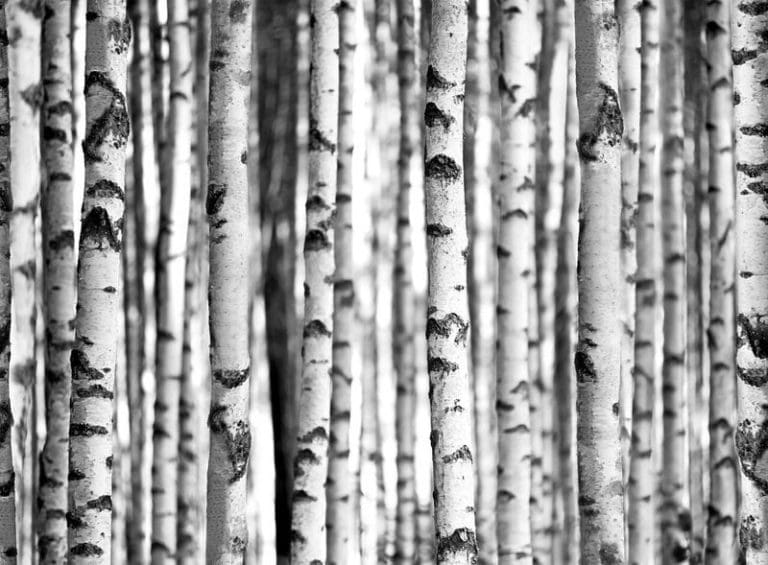 Φωτοταπετσαρία Τοίχου Δάσος - 1wall - Decotek W4P-FOREST-005-0