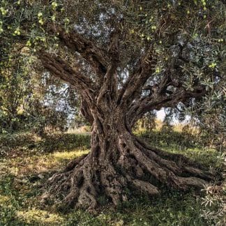 Φωτοταπετσαρία Τοίχου Δέντρο Ελιάς - Komar - Decotek 8-531-0