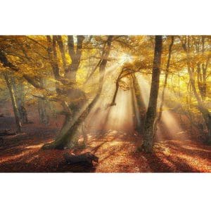 Πίνακας Ζωγραφικής Φθινόπωρο στο Δάσος - Decotek 16089-114041