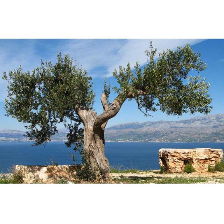 Πίνακας Ζωγραφικής Olive Tree - Decotek 16562-114189