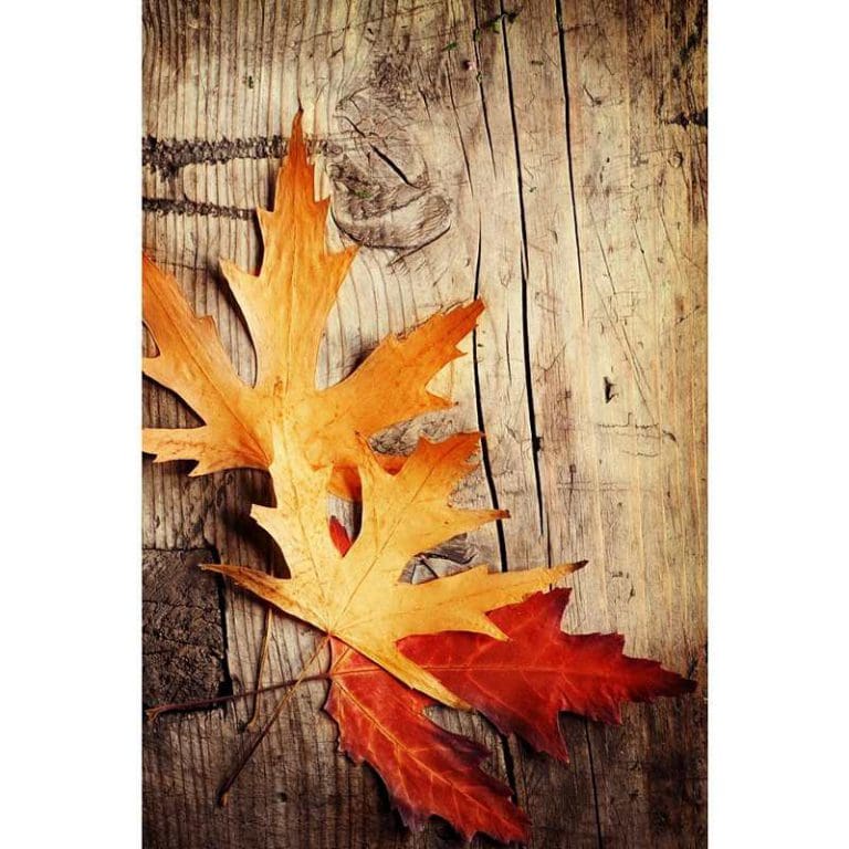 Πίνακας Ζωγραφικής Autumn Leaves - Decotek 16969-120271