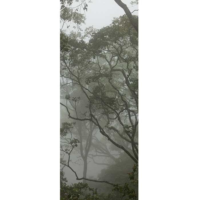 Αυτοκόλλητο Πόρτας Απεικόνιση ενός Δάσους- Decotek 19036-122175