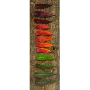 Αυτοκόλλητο Ψυγείου Τα Χρώματα ενός Φύλλου - Decotek 18667-122212