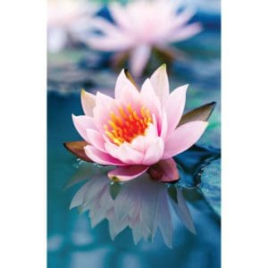 Πίνακας Ζωγραφικής Water Flower – Decotek 180562-124625