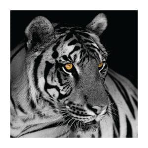 Πίνακας Ζωγραφικης Beautiful Tiger - Decotek 180622-124773