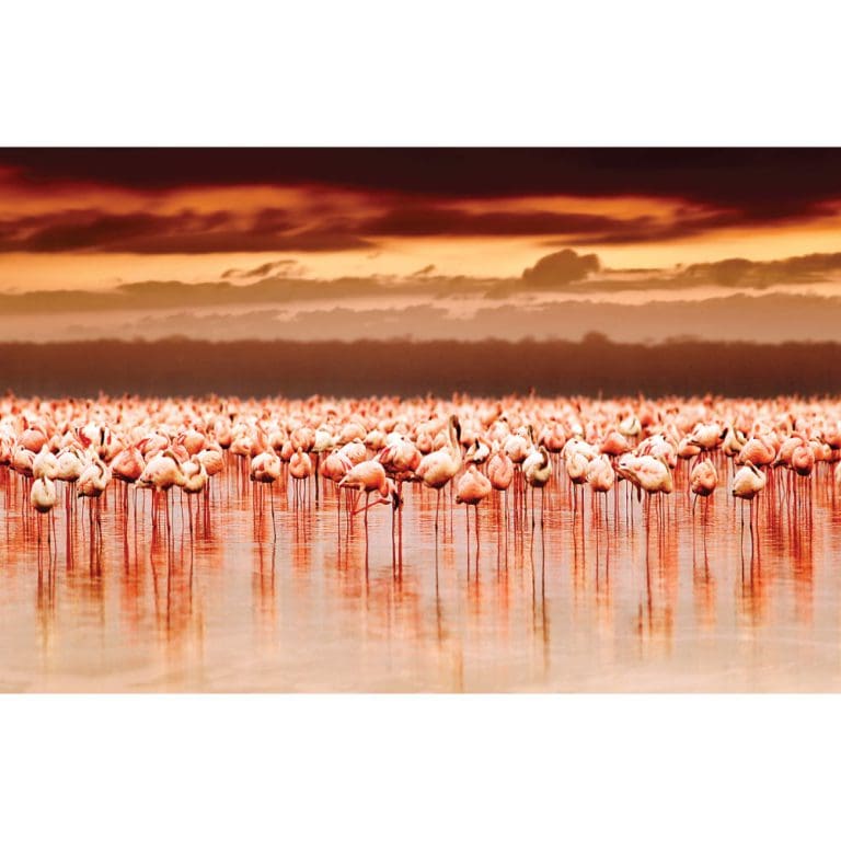 Πίνακας Ζωγραφικής African Flamingos On Sunset - Decotek 180665-124745