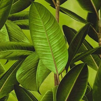 Μοντέρνα Ταπετσαρία Τοίχου Τροπικά Φυτά – AS Creation, Neue Bude 2.0 – Decotek 362011-0