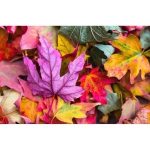 Πίνακας Ζωγραφικής Autumn Bright Leaves - Decotek 180800-130964