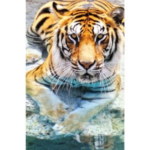 Πίνακας Ζωγραφικής Bengal Tiger Near The Water – Decotek 180817-130880