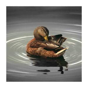 Πίνακας Ζωγραφικής Bird Alone In The Lake - Decotek 180821-130884