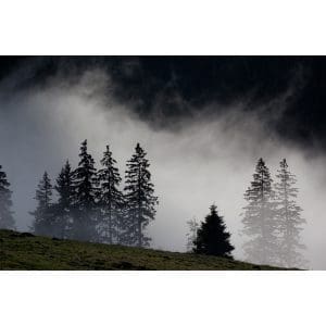 Πίνακας Ζωγραφικής Δάσος με Ομίχλη - Decotek 180975-132230