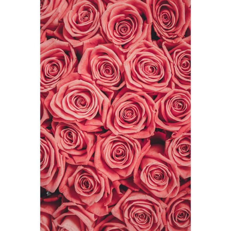 Πίνακας Ζωγραφικής Ροζ Τριαντάφυλλα – Decotek 181026-132434