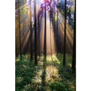 Πίνακας Ζωγραφικής Ηλιακό Φως στο Δάσος – Decotek 181069-132938