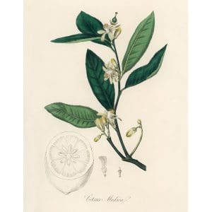Πίνακας Ζωγραφικής Θεραπευτικό Φυτό Εσπεριδοειδών – Decotek 190896-141972
