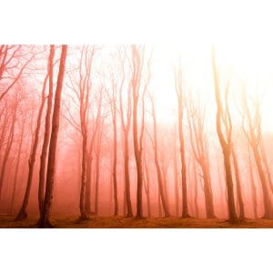 Πίνακας Ζωγραφικής Ομίχλη στο Δάσος - Decotek 190927-142162