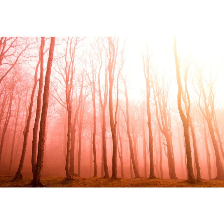 Πίνακας Ζωγραφικής Ομίχλη στο Δάσος - Decotek 190927-142162