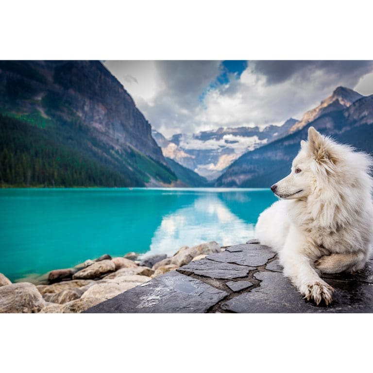 Πίνακας Ζωγραφικής Σκύλος με Θέα την Λίμνη - Decotek 190928-142166