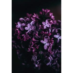 Πίνακας Ζωγραφικής Λουλούδια στο Σκοτάδι – Decotek 190954-142312