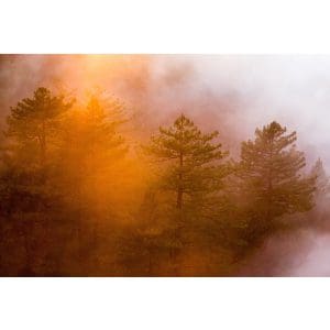 Πίνακας Ζωγραφικής Δάσος με Ομίχλη - Decotek 190997-142484