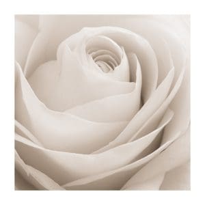 Πίνακας Ζωγραφικής Λευκό Τριαντάφυλλο - Decotek 191001-142500