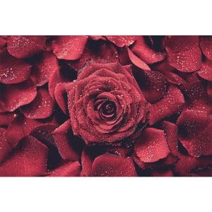 Πίνακας Ζωγραφικής Κόκκινα Τριαντάφυλλα - Decotek 191007-142524
