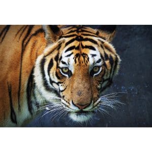 Πίνακας Ζωγραφικής Τίγρης- Decotek 191066-143014
