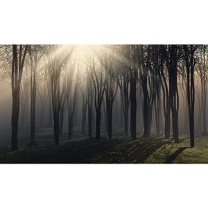 Πίνακας Ζωγραφικής Δέντρα στην Ομίχλη - Decotek 191076-143034