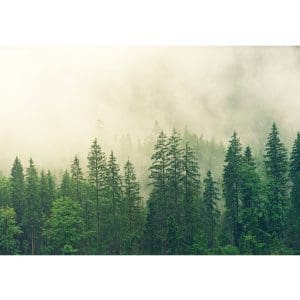 Πίνακας Ζωγραφικής Ομίχλη σε Πράσινο Δάσος - Decotek 191093-143396