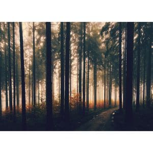 Πίνακας Ζωγραφικής Δάσος με Ομίχλη - Decotek 191098-143406