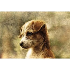 Πίνακας Ζωγραφικής Μικρό Σκυλάκι - Decotek 191114-143438