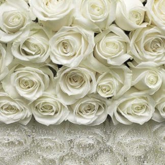 Φωτοταπετσαρία Τοίχου Λευκά Τριαντάφυλλα, Komar - Decotek 8-314-0