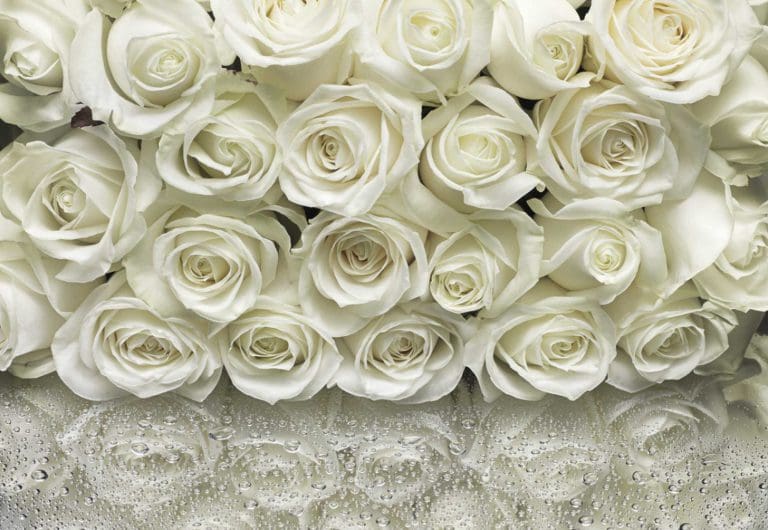 Φωτοταπετσαρία Τοίχου Λευκά Τριαντάφυλλα, Komar - Decotek 8-314-0