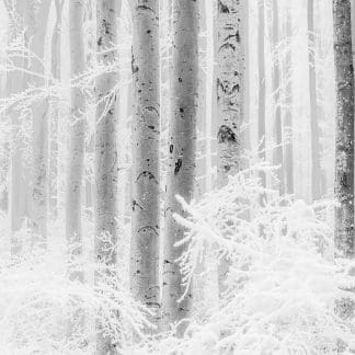 Φωτοταπετσαρία τοίχου Χειμερινό Δάσος - Komar - Decotek R4-043 (400cm x 280cm)-0
