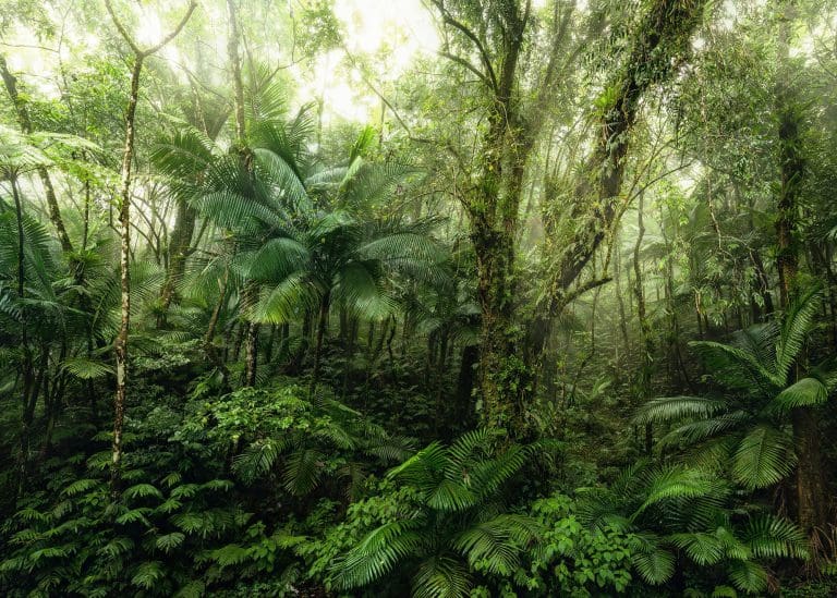 Φωτοταπετσαρία Τοίχου Τροπικό Δάσος - Komar - Decotek x7-1009 (350cm x 250cm)-0