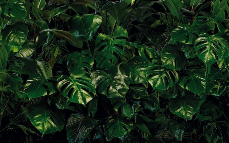 Komar Non Woven Photomural Tropical Wall-0