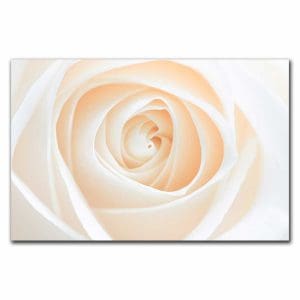 Πίνακας Ζωγραφικής Λευκό Τριαντάφυλλο - Decotek 220443-217409